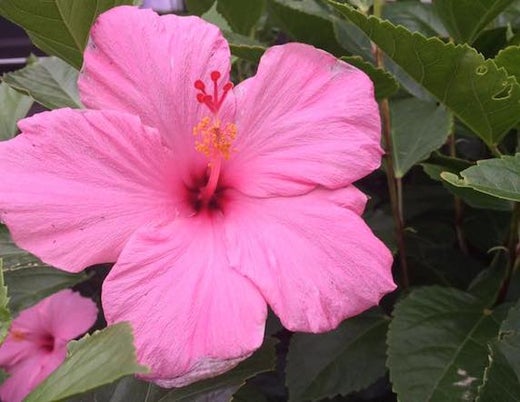 Hibiscus Concentrate’s Powerful Effect on Blood Pressure