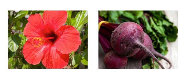They're Powerful Agents For Healing Blood Disorders (Beet-Root Powder and Hibiscus)